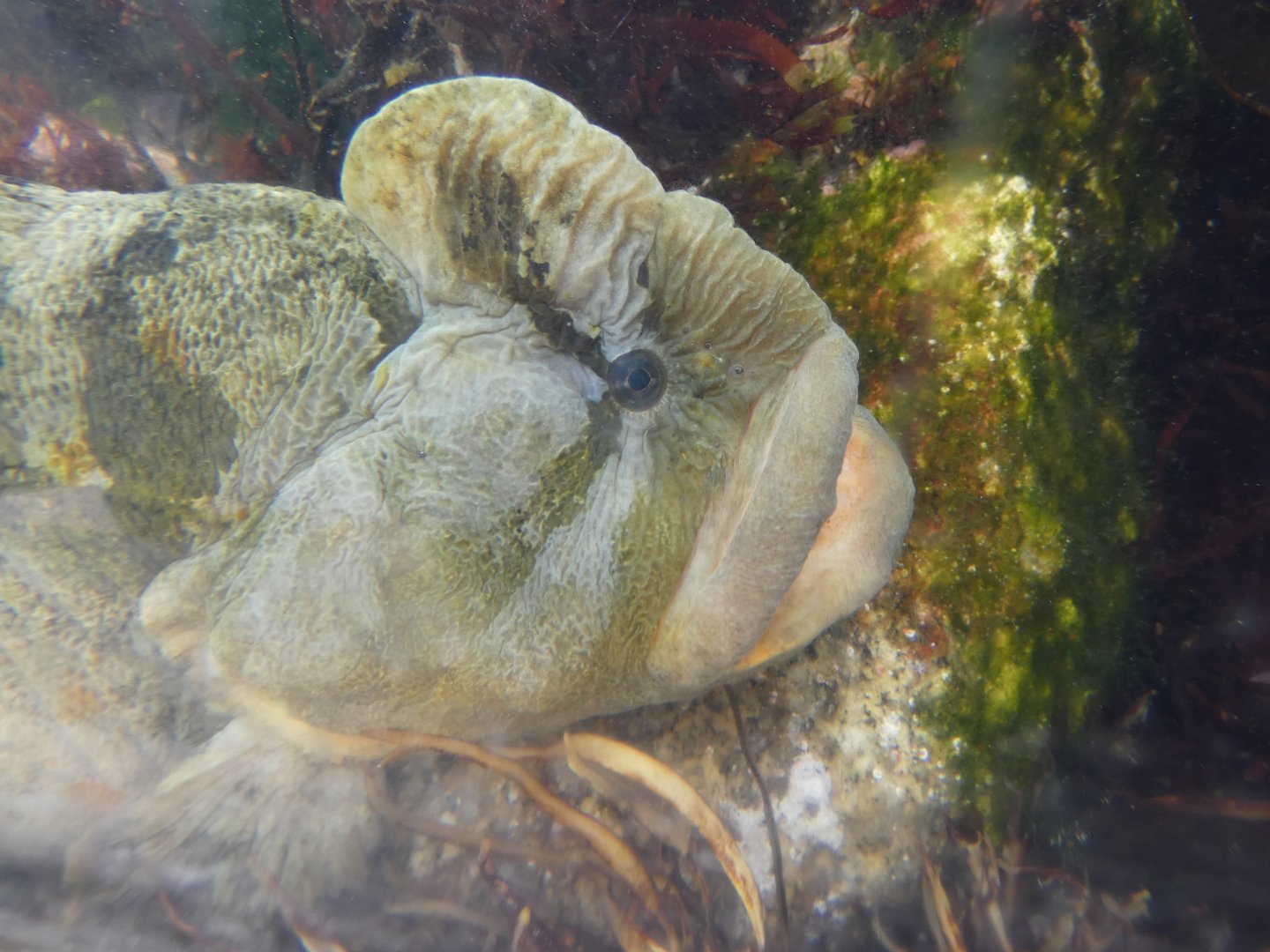 Monkeyface prickleback