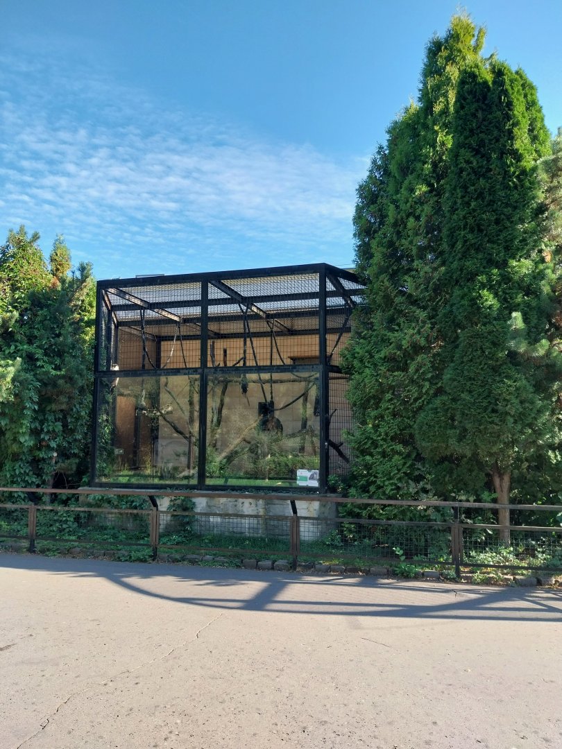 Monkeyhouse - Diana Guenon