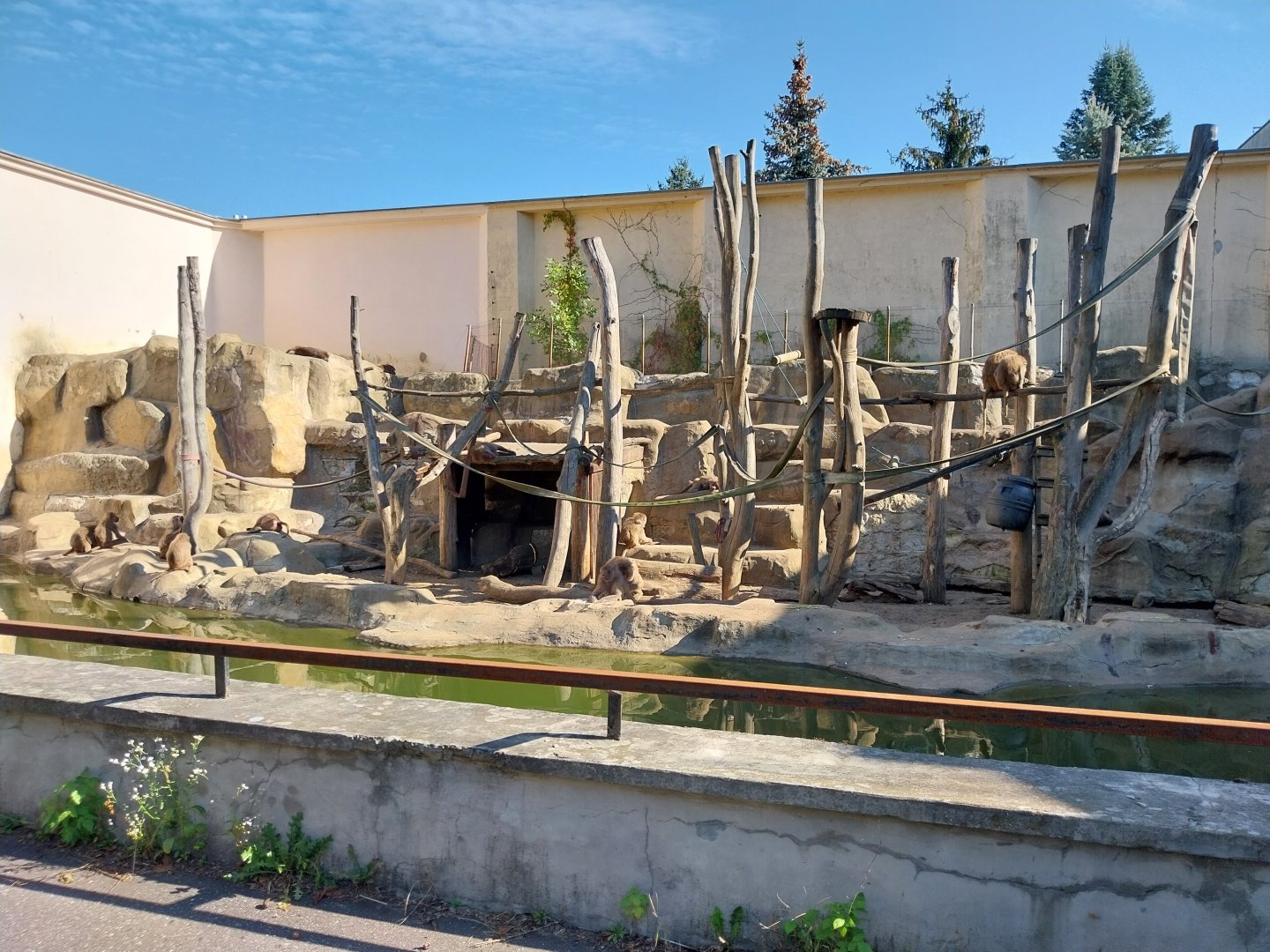 Monkeyhouse - Hamadryas Baboon