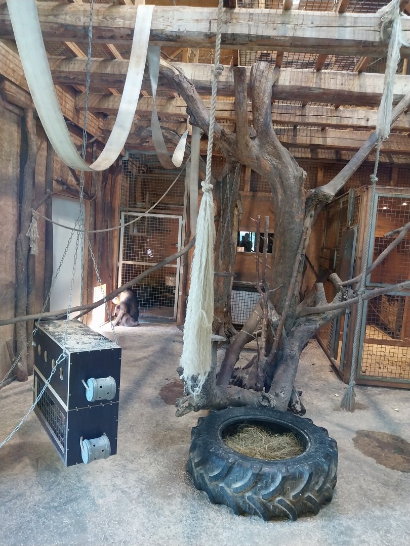 Monkeyhouse (mandrill and grivet guenon)