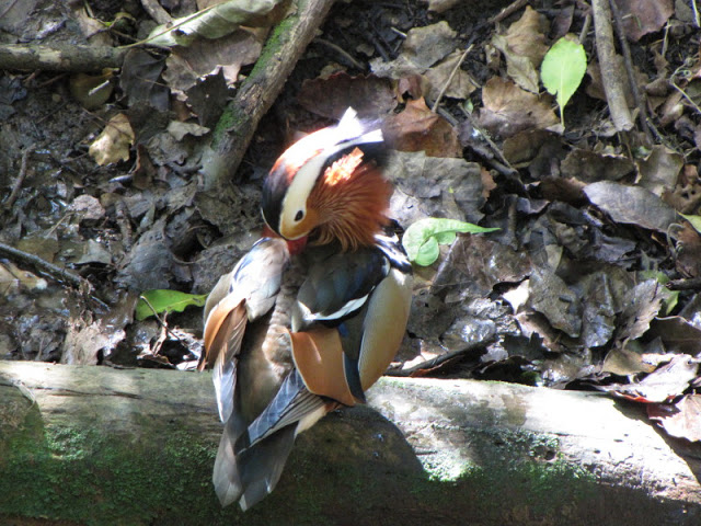 Monkeyland and Birds of Eden 17.11.2011