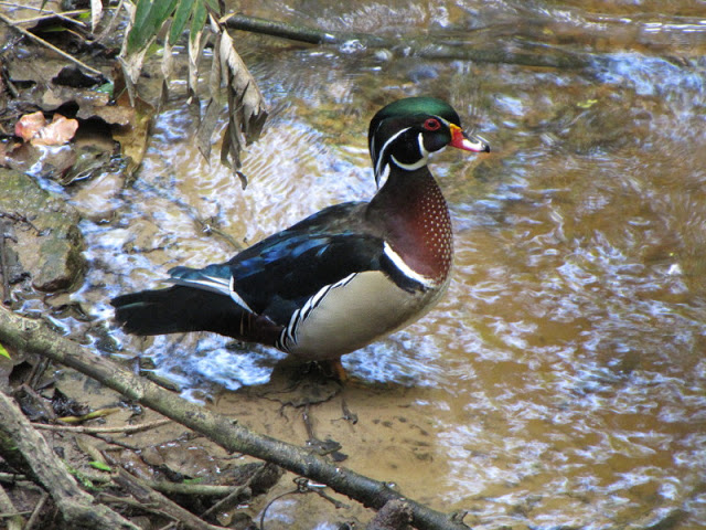 Monkeyland and Birds of Eden 17.11.2011