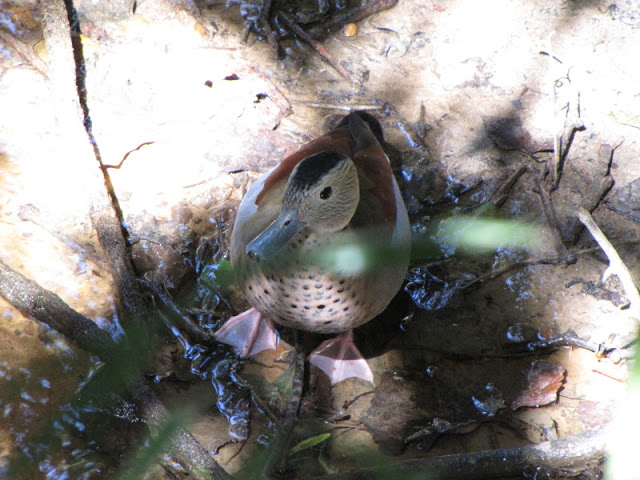 Monkeyland and Birds of Eden 17.11.2011