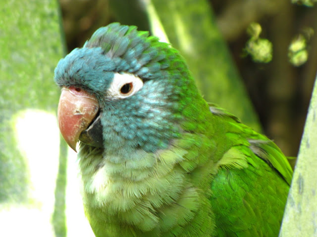 Monkeyland and Birds of Eden 17.11.2011