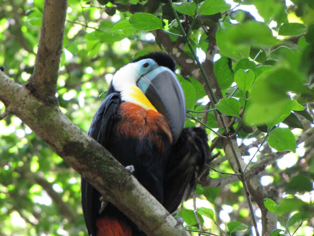 Monkeyland and Birds of Eden 17.11.2011