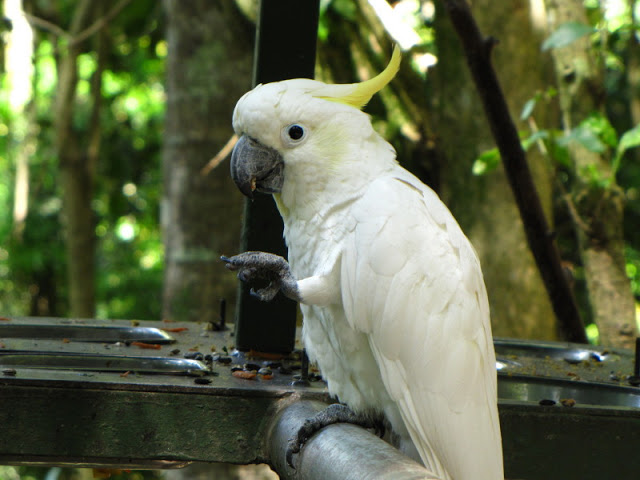 Monkeyland and Birds of Eden 17.11.2011