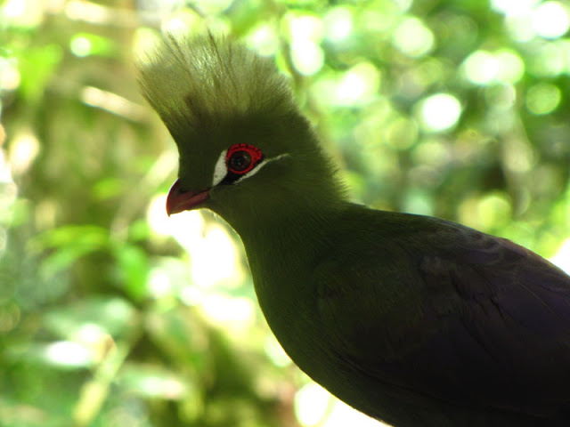 Monkeyland and Birds of Eden 17.11.2011