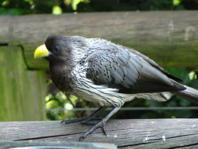 Monkeyland and Birds of Eden 17.11.2011