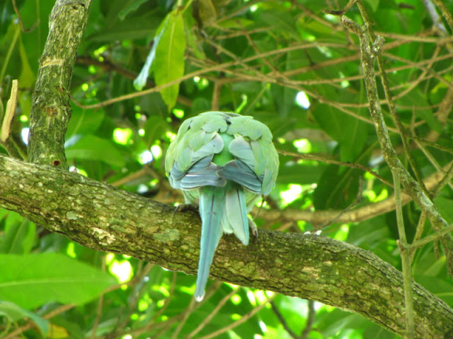 Monkeyland and Birds of Eden 17.11.2011