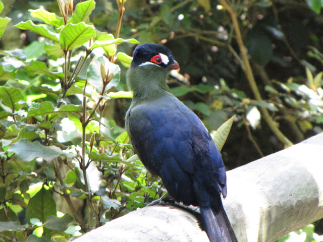 Monkeyland and Birds of Eden 17.11.2011