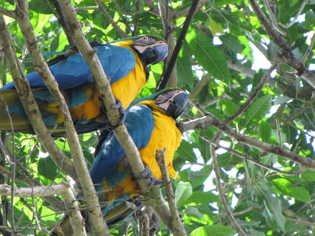 Monkeyland and Birds of Eden 17.11.2011