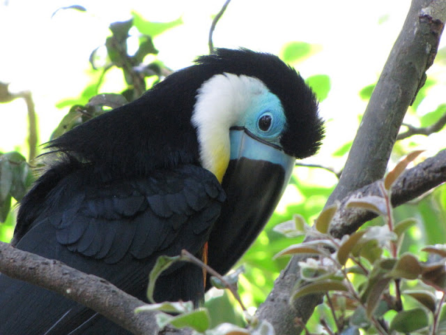 Monkeyland and Birds of Eden 17.11.2011