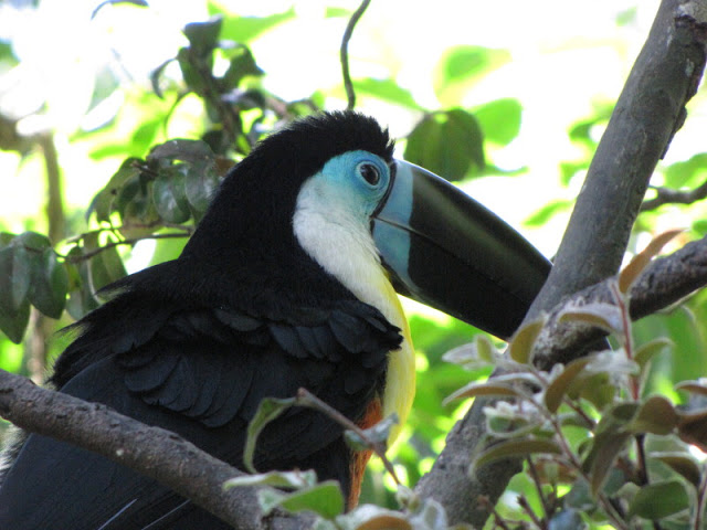 Monkeyland and Birds of Eden 17.11.2011