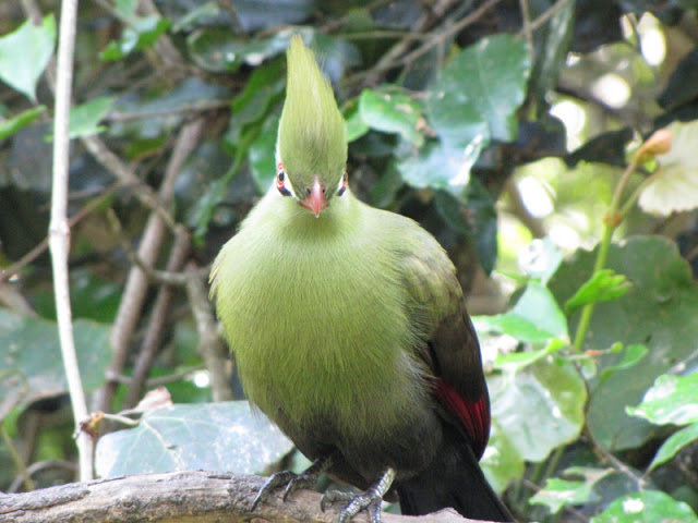 Monkeyland and Birds of Eden 17.11.2011