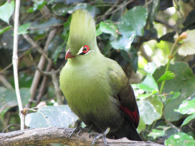 Monkeyland and Birds of Eden 17.11.2011