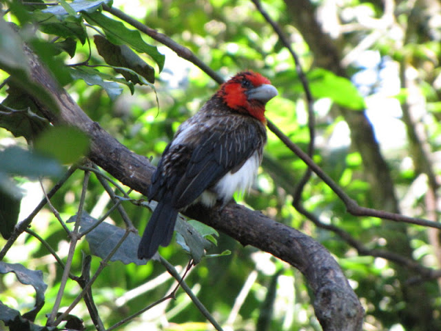 Monkeyland and Birds of Eden 17.11.2011
