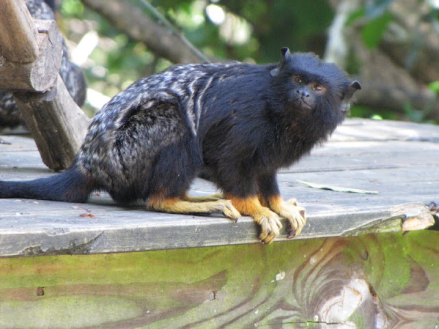 Monkeyland and Birds of Eden 17.11.2011