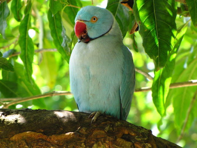 Monkeyland and Birds of Eden 17.11.2011