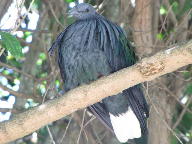 Monkeyland and Birds of Eden 17.11.2011