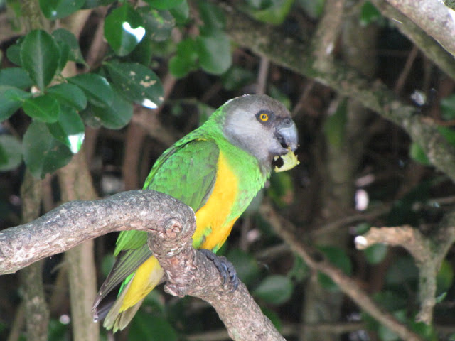 Monkeyland and Birds of Eden 17.11.2011