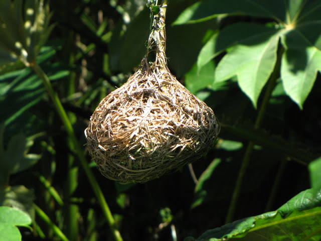 Monkeyland and Birds of Eden 17.11.2011