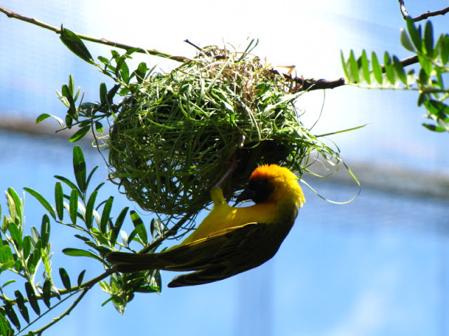 Monkeyland and Birds of Eden 17.11.2011