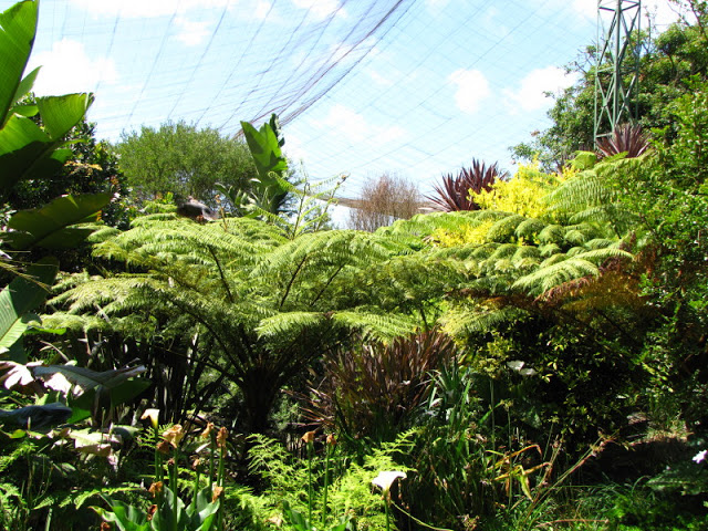 Monkeyland and Birds of Eden 17.11.2011