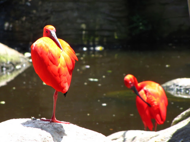 Monkeyland and Birds of Eden 17.11.2011