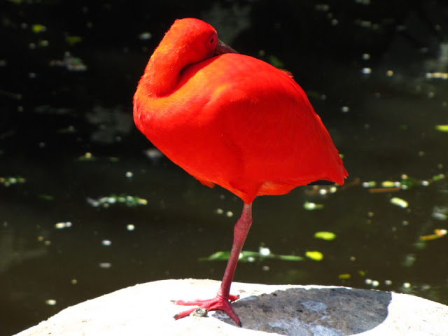 Monkeyland and Birds of Eden 17.11.2011