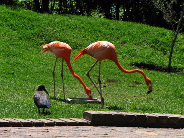 Monkeyland and Birds of Eden 17.11.2011