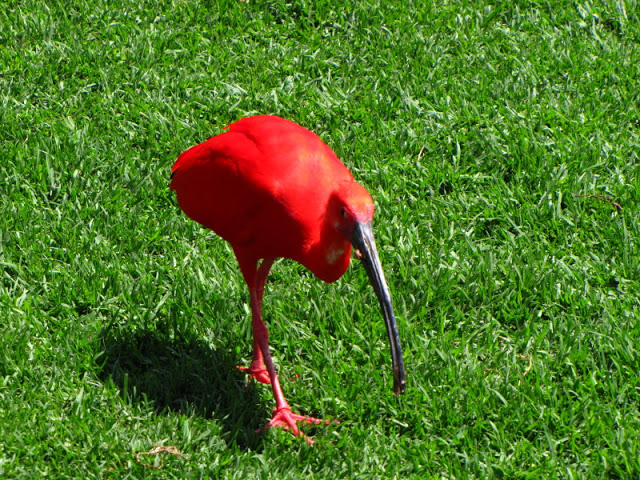 Monkeyland and Birds of Eden 17.11.2011