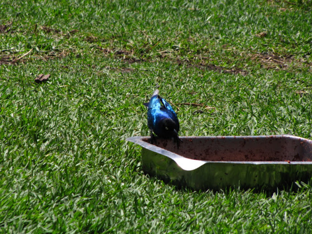 Monkeyland and Birds of Eden 17.11.2011