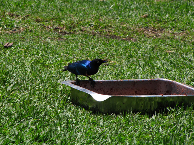 Monkeyland and Birds of Eden 17.11.2011