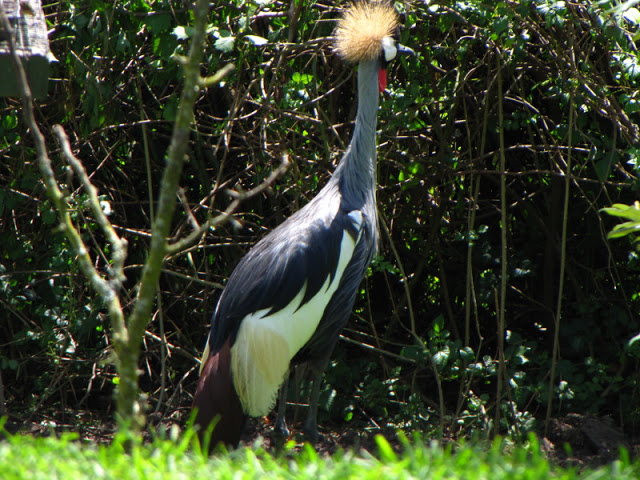 Monkeyland and Birds of Eden 17.11.2011