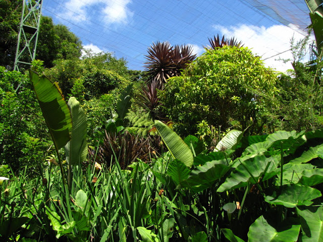 Monkeyland and Birds of Eden 17.11.2011