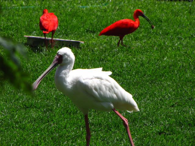 Monkeyland and Birds of Eden 17.11.2011