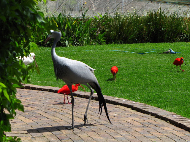 Monkeyland and Birds of Eden 17.11.2011