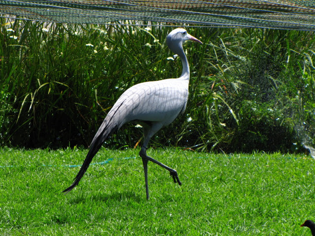 Monkeyland and Birds of Eden 17.11.2011