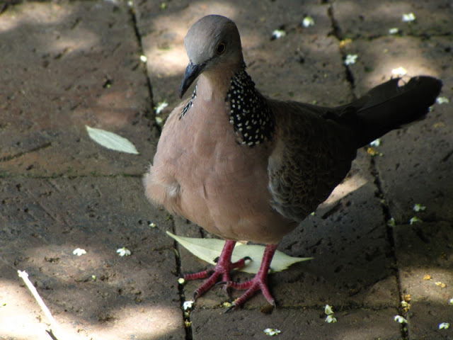 Monkeyland and Birds of Eden 17.11.2011