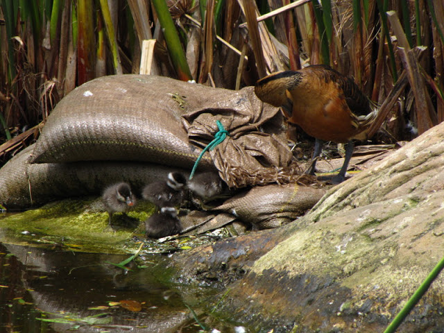 Monkeyland and Birds of Eden 17.11.2011