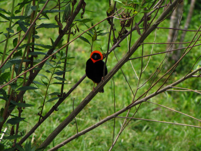 Monkeyland and Birds of Eden 17.11.2011