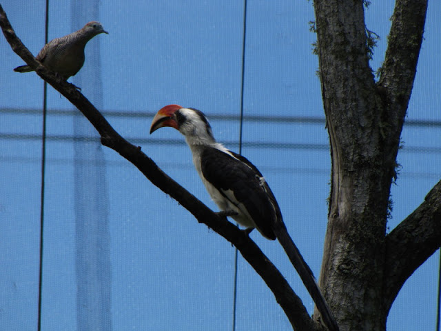 Monkeyland and Birds of Eden 17.11.2011
