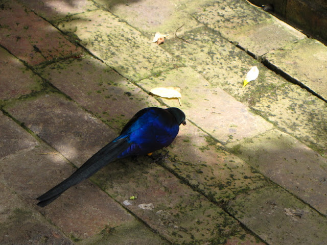 Monkeyland and Birds of Eden 17.11.2011