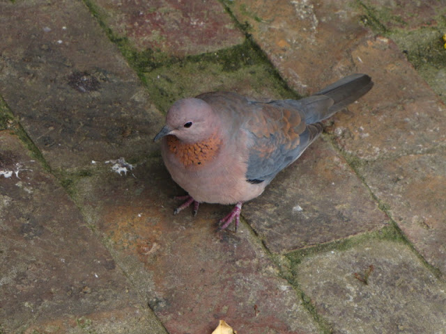 Monkeyland and Birds of Eden 17.11.2011