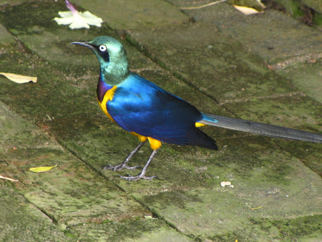 Monkeyland and Birds of Eden 17.11.2011