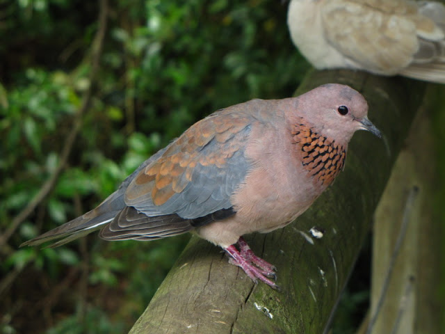 Monkeyland and Birds of Eden 17.11.2011