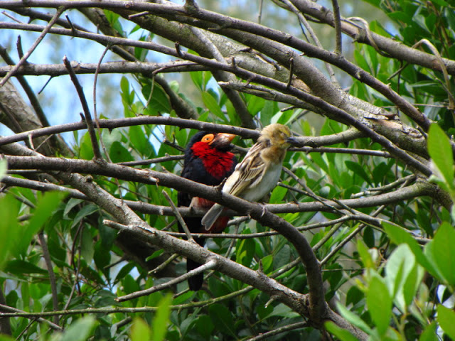Monkeyland and Birds of Eden 17.11.2011