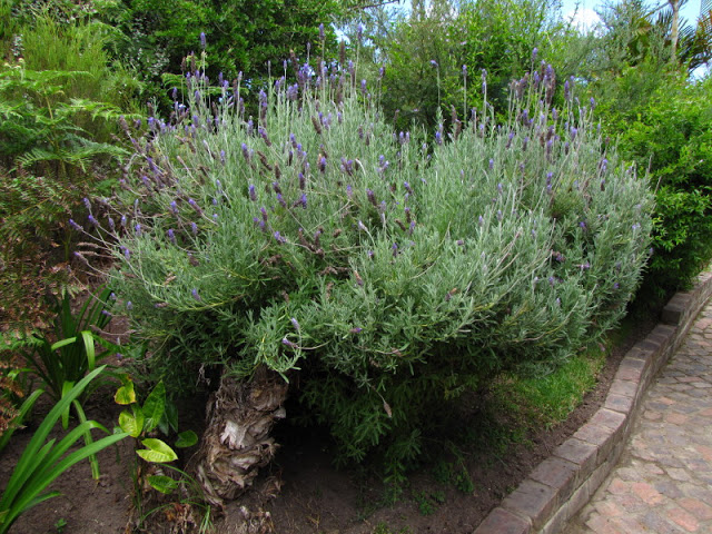 Monkeyland and Birds of Eden 17.11.2011