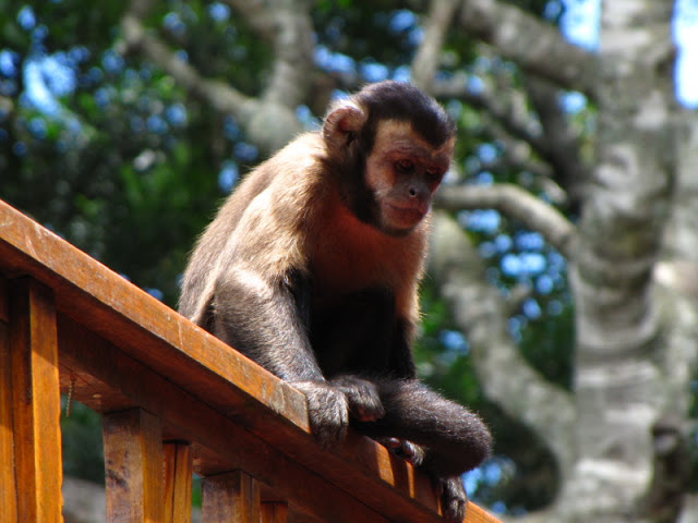 Monkeyland and Birds of Eden 17.11.2011