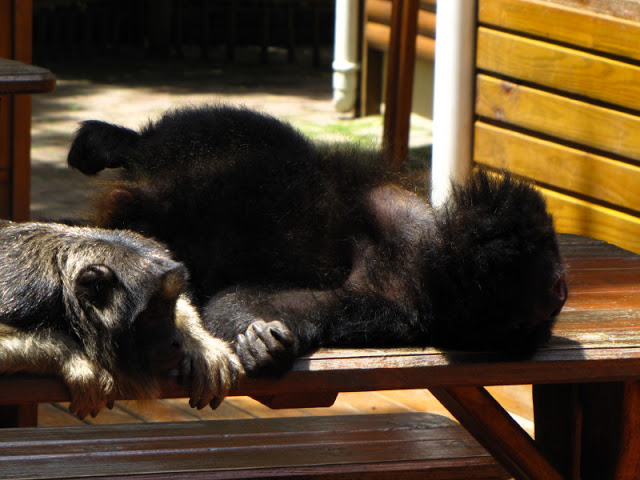 Monkeyland and Birds of Eden 17.11.2011